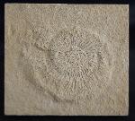 Subplanites rueppelianum QUENSTEDT 1888 - Bild &copy; FossNet FossilienStore